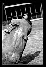 Paris 2003 � un homme renversant (3 of 4)
